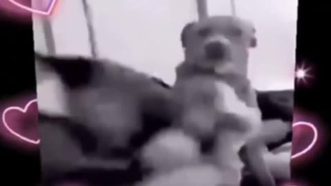 "When Dogs Strike Back: Hilarious Slapstick Moments"
