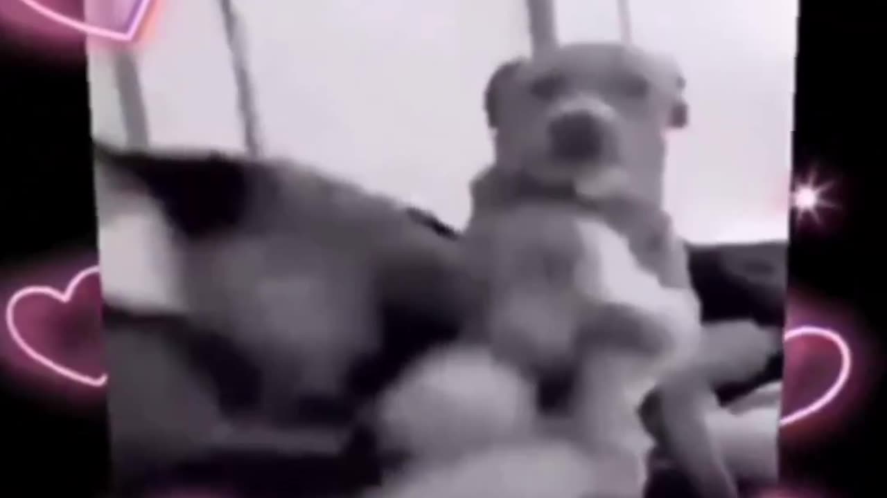 "When Dogs Strike Back: Hilarious Slapstick Moments"