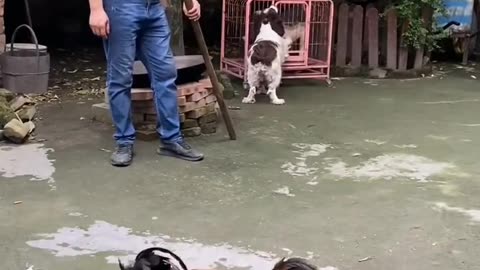 clever pig