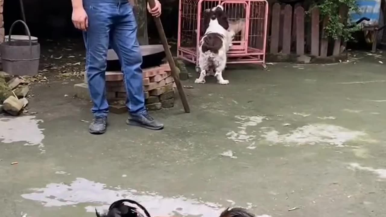 clever pig