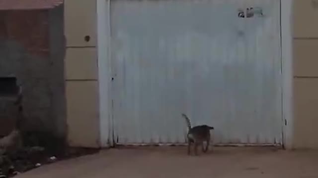 Independent Doggie Dips under Garage Door