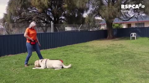 Dog Training Video