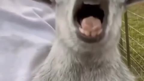 Funny animal
