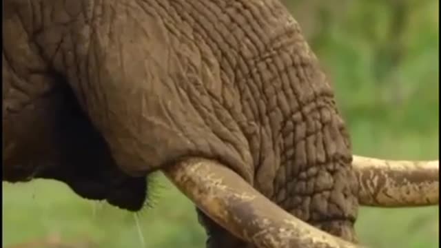 Elephant/Jumbo