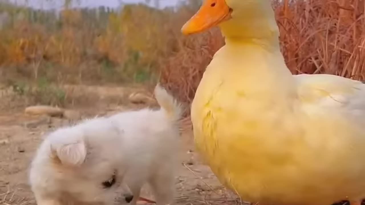 Cute puppy playing inside playing with bird