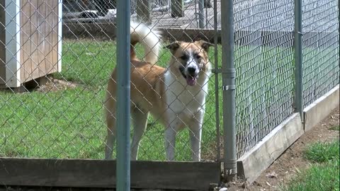 This is good news Local animal shelter reacts to new Illinois law