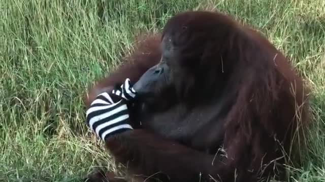 Orangutan Sock Gloves