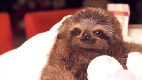 Baby Sloths Being Sloths - funniest Compilation very funny video 👍😍