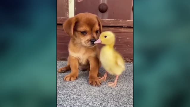 Funny Cute animals Videos Compilation cute moment of the animals - Cutest Animals #13