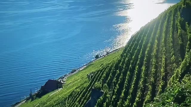 Golden moments✨LAVAUX Region🇨🇭