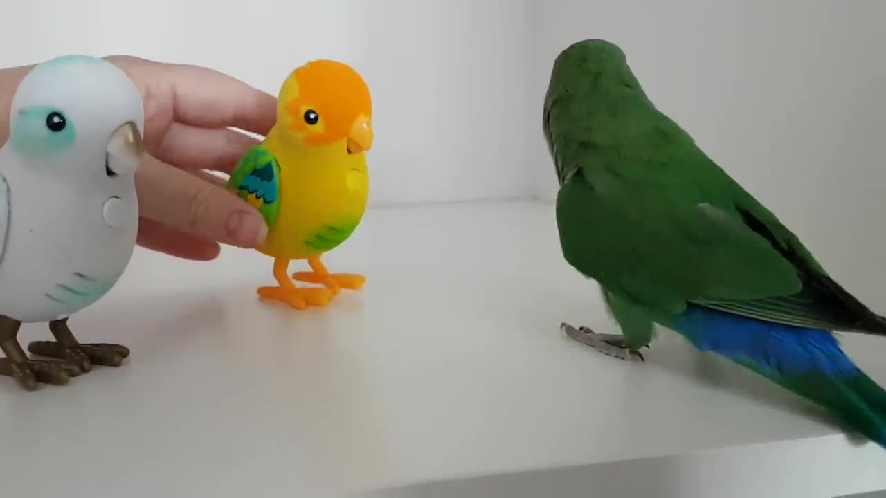 Peach face love bird. Confused funny bird