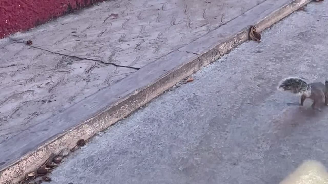 Squirrel Gets Shocked Off Fence