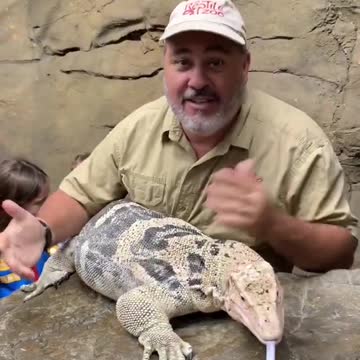 Living The Dream Big Lizard Style 🐲 #shorts #animals #reptile #lizard #zoo