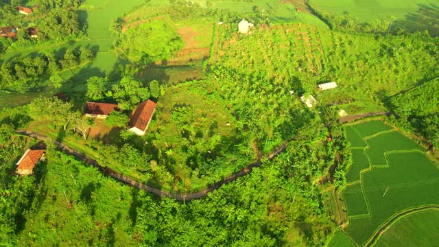 agriculture-rural-farm-green