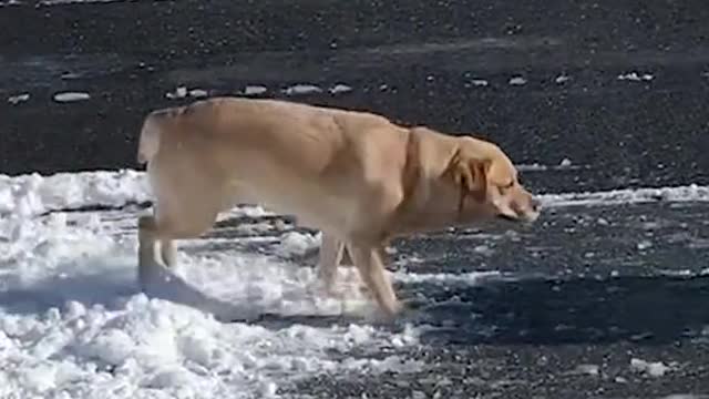 I'm helping, mom! 🤣❄️🐶(Via - Paul N.)