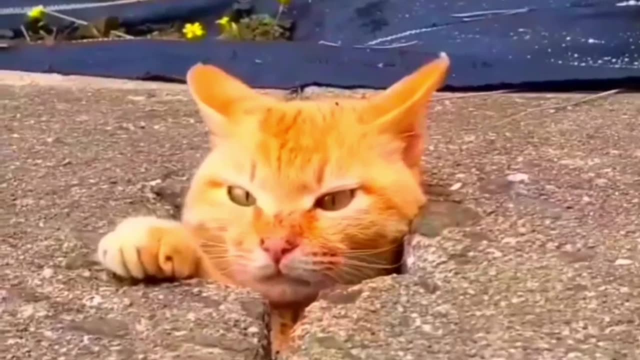 funny cat video 😺😁❤👍