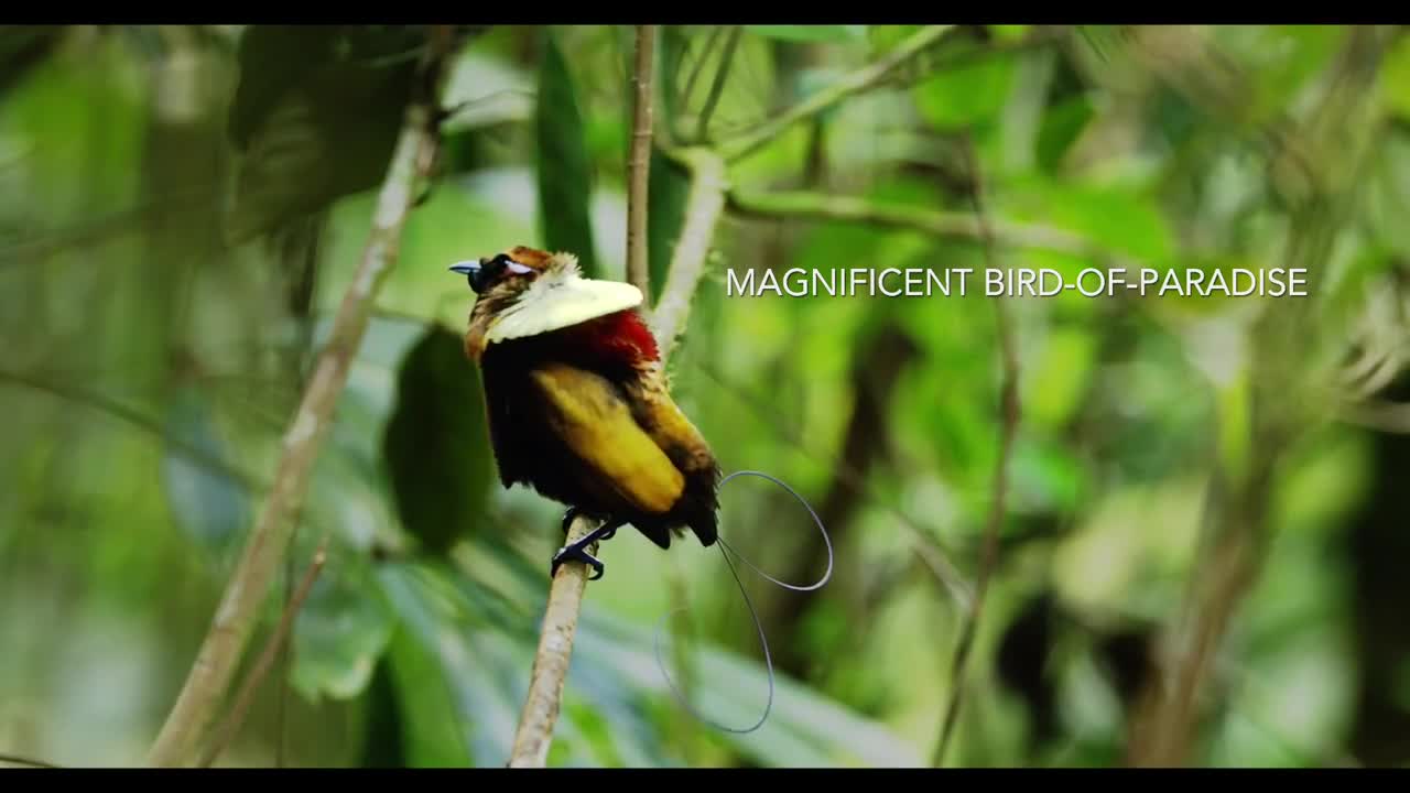 Tanah Papua: A Paradise for Birds