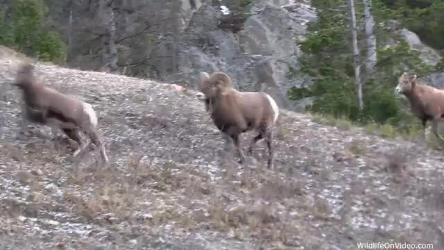 Bighorn Sheep Rut - The Mating Chase_Cut