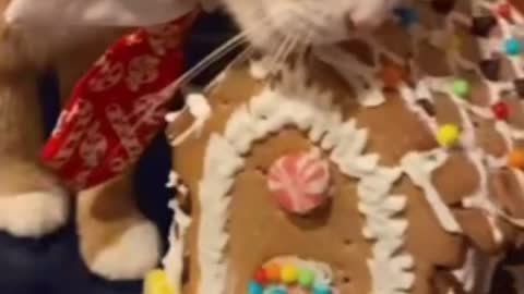 Cute Cat Gif