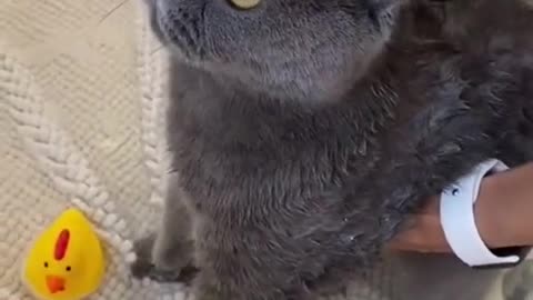 Cute Baby Cat funny video