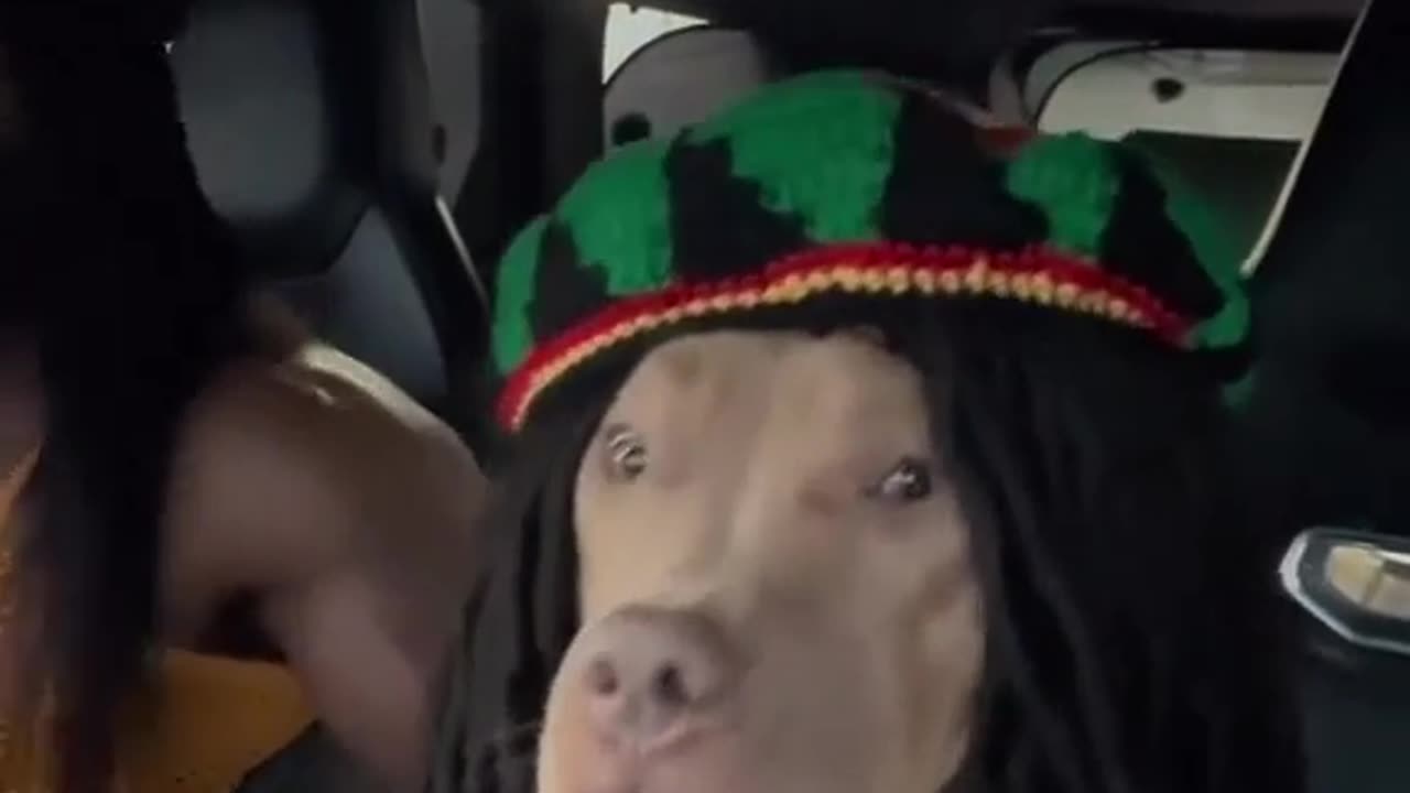 Jamaican dog listening to Reggae music