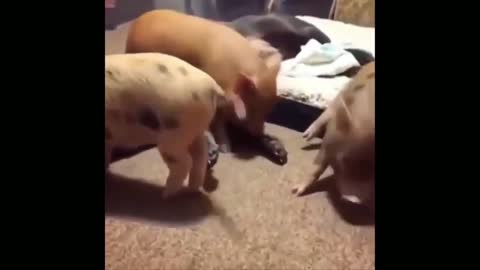 Funny Cute Puppy _ Dog Moments Try Not To Laugh 4