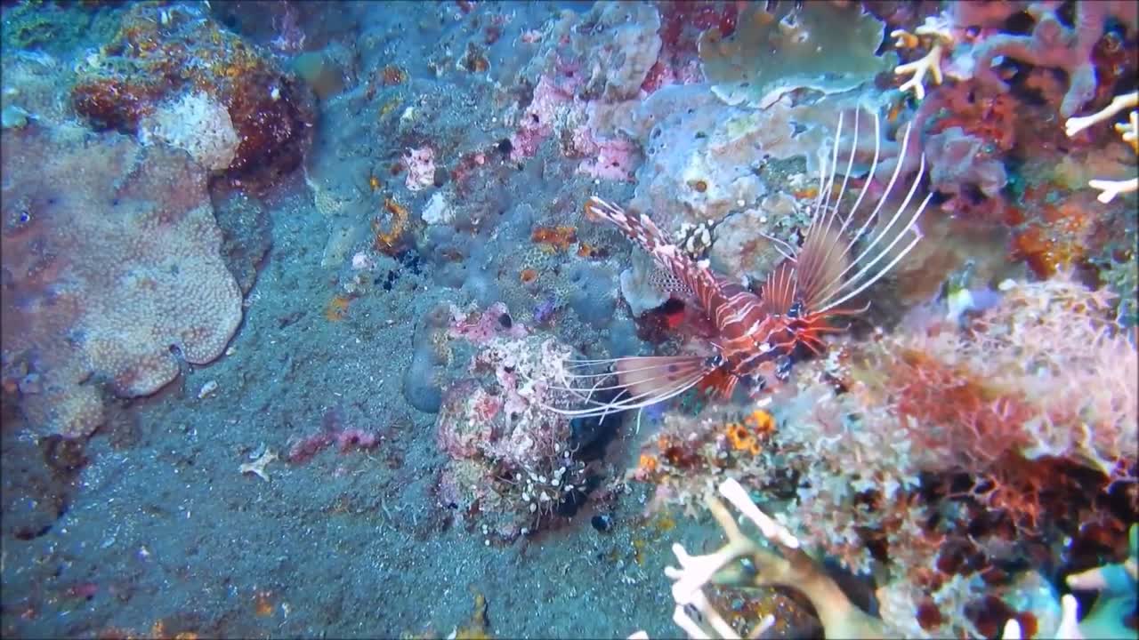 This fish is shaped like a coral reef, it's amazing