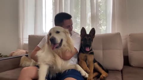 How the Golden Retriever and the German Shepherd Became Best Friends [Compilation]