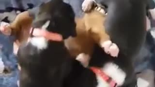 Puppy Playtime