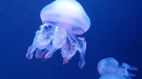 jellyfish