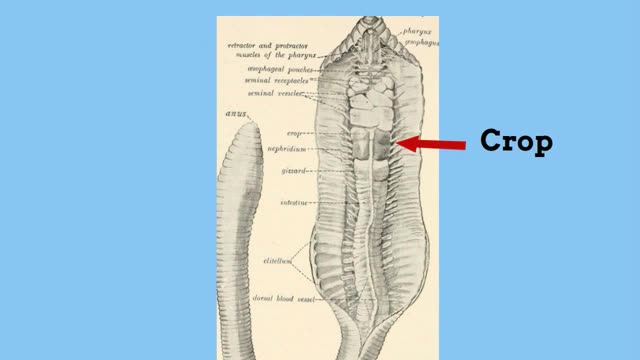 Earthworm digestive system_Cut