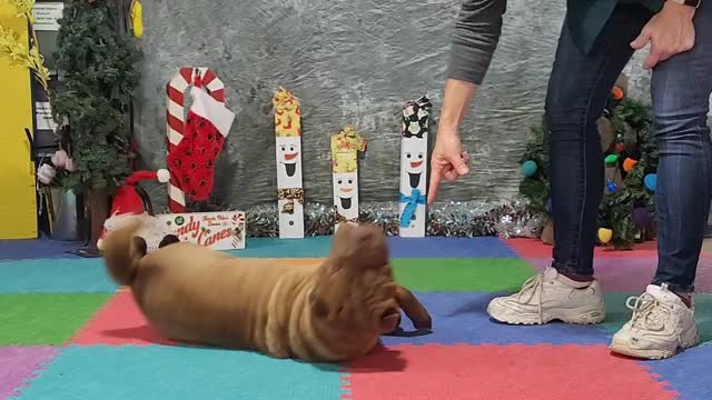 Aurora's December Spell-it 2022