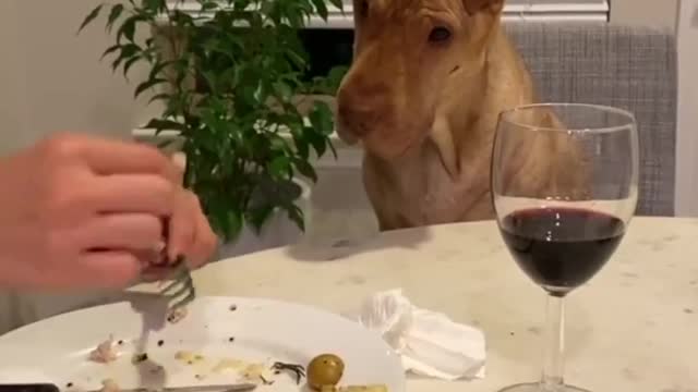 Dog Politely Asks For Food While Owner Eats Dinner