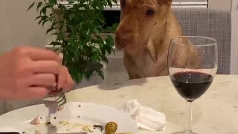 Dog Politely Asks For Food While Owner Eats Dinner