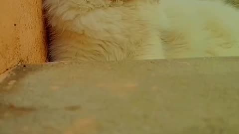 Cute and funny cat video.