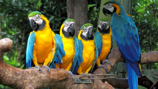 colorful-macaw-parrots-