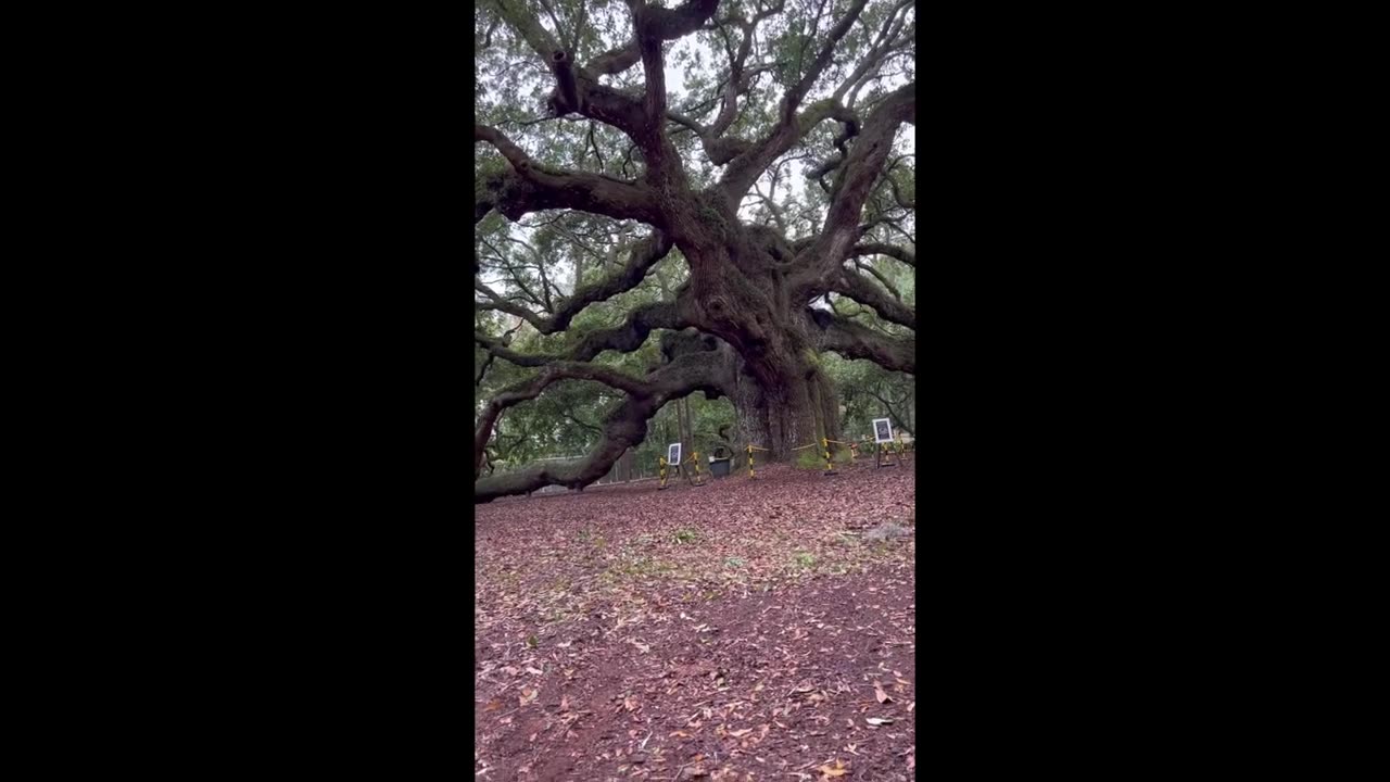 (Mirror)|Nathan Reynolds |Oaks of Righteousness|