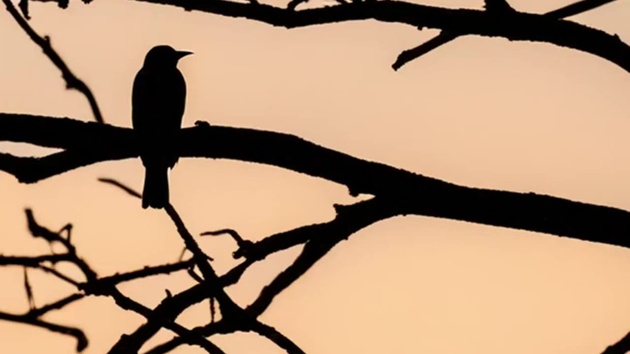Birds_ The Living Descendants of Dinosaurs #shorts #dinosaur #factsplash