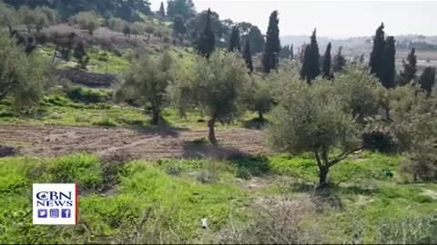 5 Red Heifers | Third Temple | Passover 2024