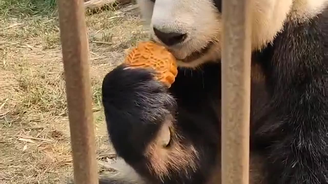 chinese panda