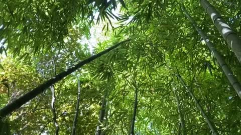 Bamboo grove