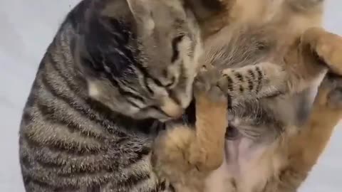 Cat and dog funny 🤣🤣🤣