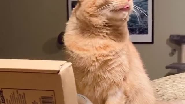 He’s not allowed on the countertops but how do you say no to that face? 😜 #blep #tiktokcats