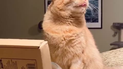 He’s not allowed on the countertops but how do you say no to that face? 😜 #blep #tiktokcats