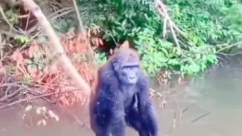 Funny animals video