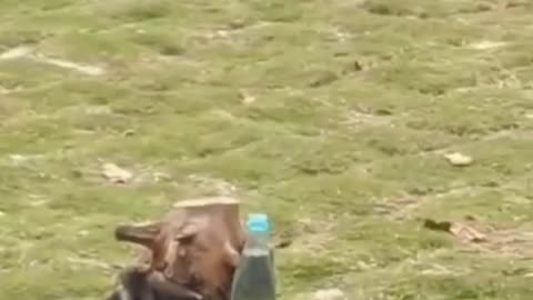 Clever crow