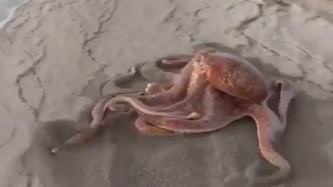 You’ll be hard pressed to find something more fascinating than this! 🐙💨💨💨