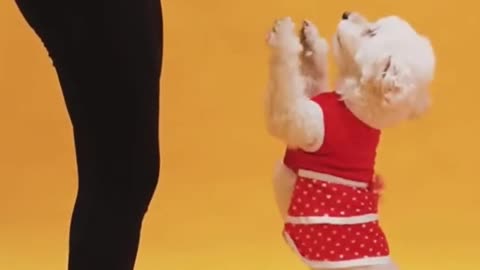 Dog dance video viral