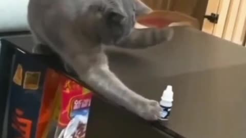 funny cat video