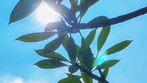 Aesthetic Edits..#natureedits #Aestheticedits#Newvideo